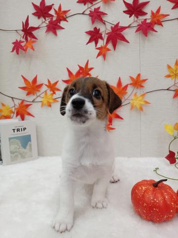 秋田県のジャックラッセルテリア (ペットアミ 能代東インター店/2025年6月7日生まれ/男の子/ホワイトタン)の子犬の1枚目の画像