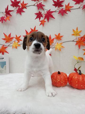 秋田県のジャックラッセルテリア (ペットアミ 能代東インター店/2025年6月7日生まれ/男の子/ホワイトタン)の子犬の2枚目の画像