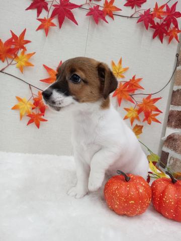 秋田県のジャックラッセルテリア (ペットアミ 能代東インター店/2025年6月7日生まれ/男の子/ホワイトタン)の子犬の3枚目の画像