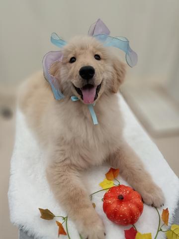 秋田県のゴールデンレトリバー (ペットアミ 能代東インター店/2025年4月12日生まれ/男の子/ゴールデン)の子犬の1枚目の画像