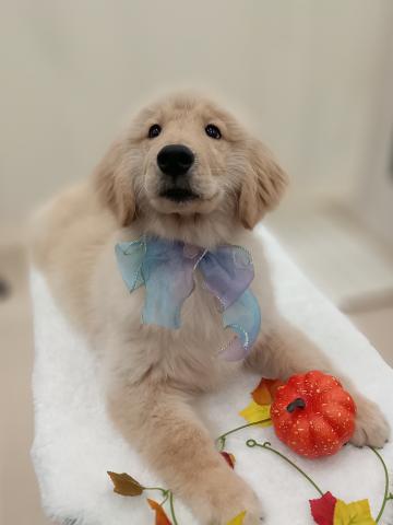 秋田県のゴールデンレトリバー (ペットアミ 能代東インター店/2025年4月12日生まれ/男の子/ゴールデン)の子犬の2枚目の画像