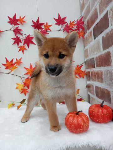 秋田県の柴犬(標準サイズ) (ペットアミ 能代東インター店/2025年6月6日生まれ/男の子/赤)の子犬の1枚目の画像