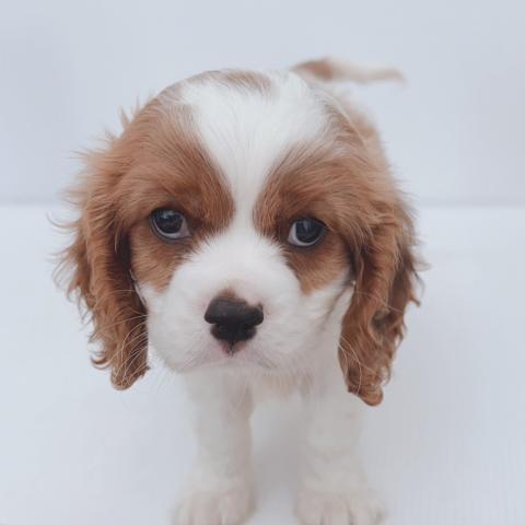 新潟県のキャバリアキングチャールズスパニエル (ペットアミ 新津店/2025年8月9日生まれ/男の子/ブレンハイム)の子犬の3枚目の画像