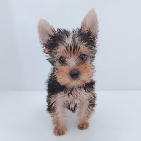 ヨークシャーテリア