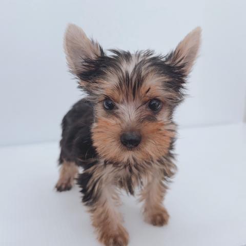 新潟県のヨークシャーテリア (ペットアミ 新津店/2025年8月8日生まれ/男の子/スチールブルータン)の子犬の3枚目の画像