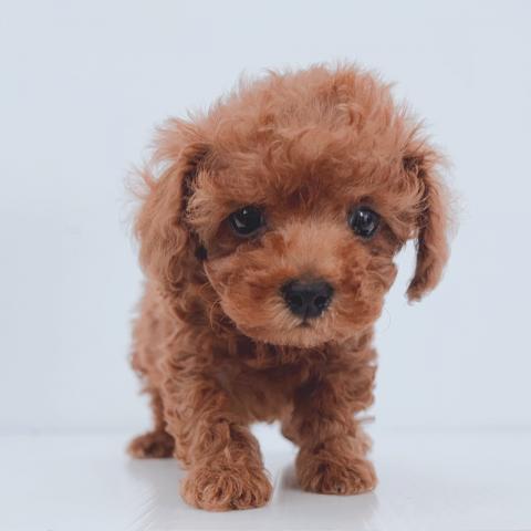 新潟県のトイプードル(トイ) (ペットアミ 新津店/2025年7月26日生まれ/男の子/レッド)の子犬の2枚目の画像