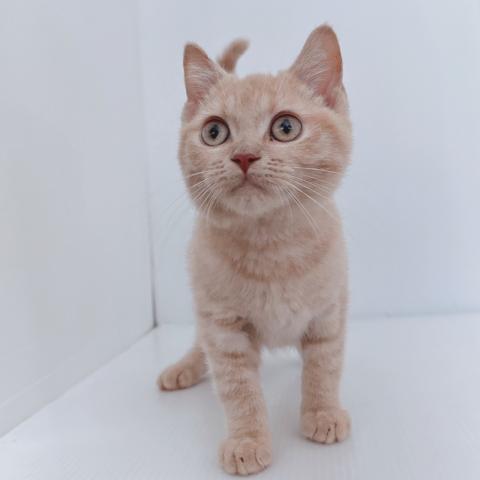 新潟県のブリティッシュショートヘアー (ペットアミ 新津店/2025年7月12日生まれ/男の子/クリームタビー)の子猫の2枚目の画像