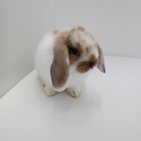 ホーランドロップイヤーラビット