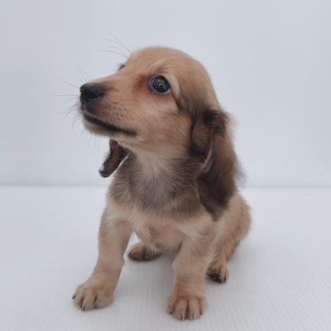 新潟県のミニチュアダックスフンド(ロング) (ペットアミ 新津店/2025年7月10日生まれ/男の子/シェーデットイエロー)の子犬の4枚目の画像