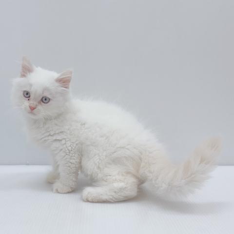 新潟県のサイベリアン (ペットアミ 新津店/2025年6月10日生まれ/男の子/クリームポイント)の子猫の4枚目の画像