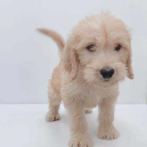 新潟県のハーフ犬・ミックス犬 (ペットアミ 新津店/2025年6月13日生まれ/男の子/その他色)の子犬の2枚目の画像