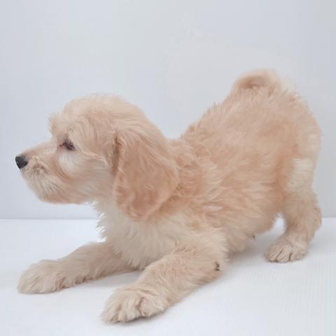 新潟県のハーフ犬・ミックス犬 (ペットアミ 新津店/2025年6月13日生まれ/男の子/その他色)の子犬の3枚目の画像