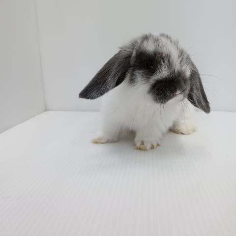 ホーランドロップイヤーラビット