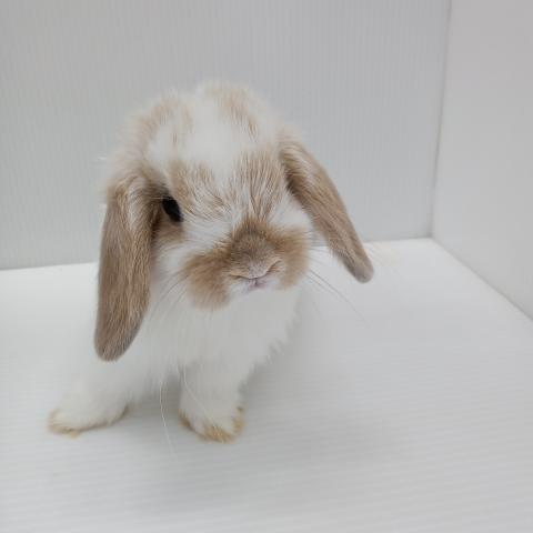 ホーランドロップイヤーラビット