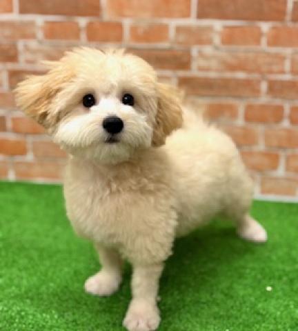 新潟県のハーフ犬・ミックス犬 (ペットアミ 柏崎店/2025年5月24日生まれ/男の子/クリーム)の子犬の2枚目の画像