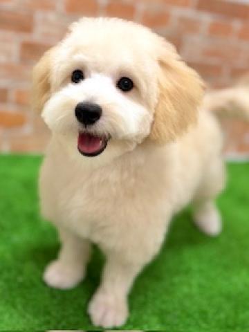 新潟県のハーフ犬・ミックス犬 (ペットアミ 柏崎店/2025年5月24日生まれ/男の子/クリーム)の子犬の3枚目の画像