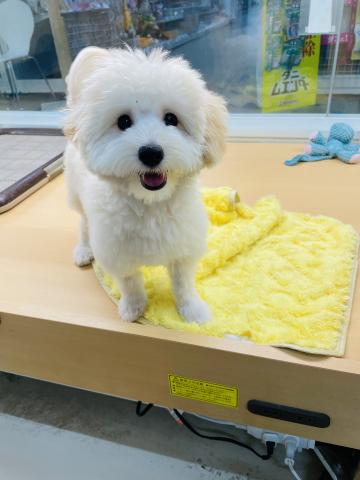 新潟県のハーフ犬・ミックス犬 (ペットアミ 柏崎店/2025年5月24日生まれ/男の子/クリーム)の子犬の4枚目の画像