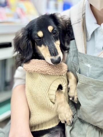 新潟県のミニチュアダックスフンド(ロング) (ペットアミ 柏崎店/2025年3月21日生まれ/男の子/ブラックタン)の子犬の2枚目の画像