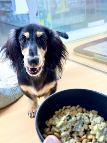 新潟県のミニチュアダックスフンド(ロング) (ペットアミ 柏崎店/2025年3月21日生まれ/男の子/ブラックタン)の子犬の3枚目の画像