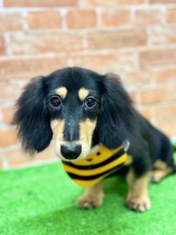 新潟県のミニチュアダックスフンド(ロング) (ペットアミ 柏崎店/2025年3月21日生まれ/男の子/ブラックタン)の子犬の4枚目の画像