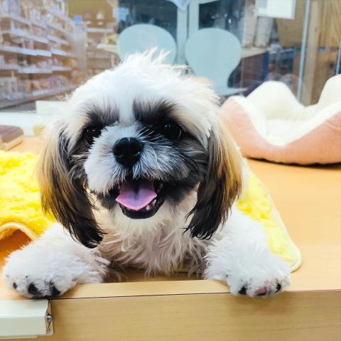 新潟県のシーズー (ペットアミ 柏崎店/2025年5月14日生まれ/男の子/ホワイトゴールド)の子犬の2枚目の画像