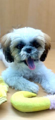 新潟県のシーズー (ペットアミ 柏崎店/2025年5月14日生まれ/男の子/ホワイトゴールド)の子犬の3枚目の画像