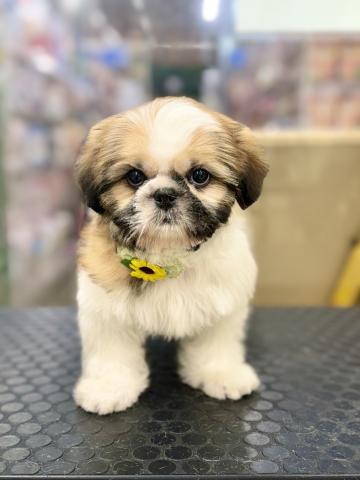 新潟県のシーズー (ペットアミ 柏崎店/2025年5月14日生まれ/男の子/ホワイトゴールド)の子犬の4枚目の画像