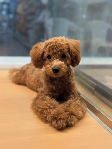 新潟県のトイプードル(トイ) (ペットアミ 柏崎店/2025年5月16日生まれ/男の子/レッド)の子犬の1枚目の画像