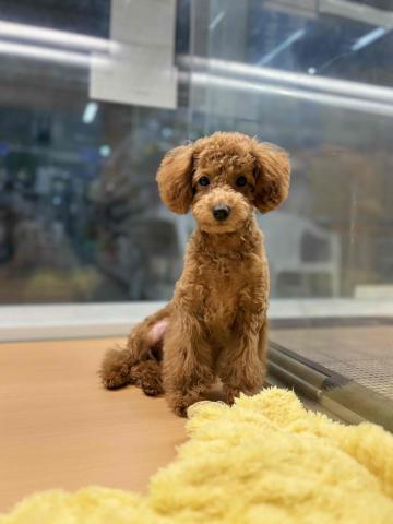 新潟県のトイプードル(トイ) (ペットアミ 柏崎店/2025年5月16日生まれ/男の子/レッド)の子犬の2枚目の画像