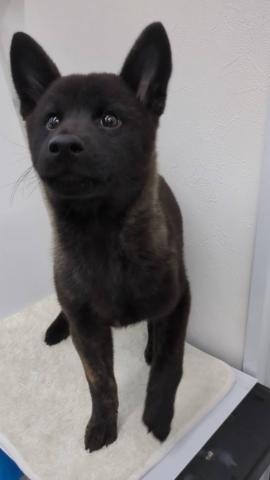 和歌山県の甲斐犬 (ペットアミ 那賀店/2025年6月29日生まれ/男の子/中虎毛)の子犬の1枚目の画像