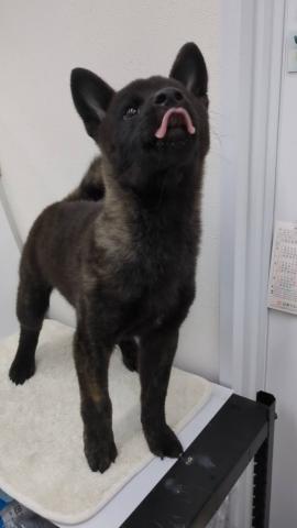 和歌山県の甲斐犬 (ペットアミ 那賀店/2025年6月29日生まれ/男の子/中虎毛)の子犬の3枚目の画像