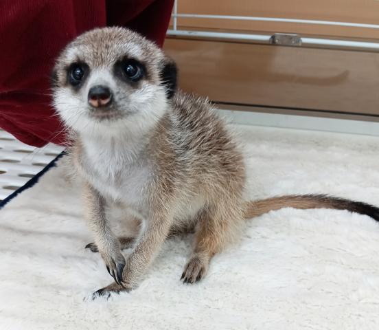 ミーアキャット