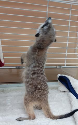 ミーアキャット