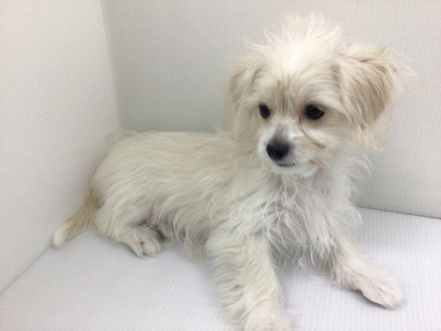 千葉県のチワプー/プーチー(チワワ×プードル) (ペットアミ 館山店/2025年5月15日生まれ/女の子/クリーム)の子犬の1枚目の画像