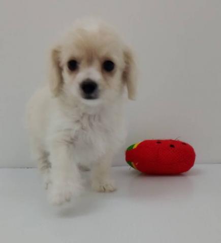 千葉県のチワプー/プーチー(チワワ×プードル) (ペットアミ 館山店/2025年5月15日生まれ/女の子/クリーム)の子犬の2枚目の画像