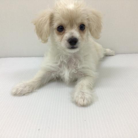 千葉県のチワプー/プーチー(チワワ×プードル) (ペットアミ 館山店/2025年5月15日生まれ/女の子/クリーム)の子犬の4枚目の画像