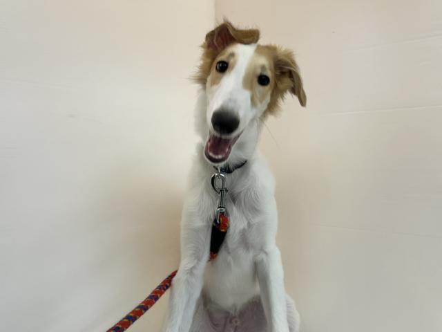 千葉県のボルゾイ (ペットアミ 館山店/2025年5月24日生まれ/男の子/ホワイトレッド)の子犬の1枚目の画像