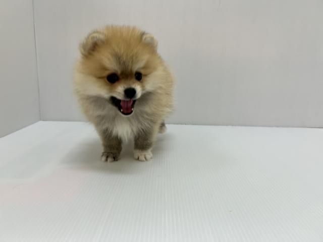 千葉県のポメラニアン (ペットアミ 館山店/2025年6月22日生まれ/男の子/オレンジ)の子犬の2枚目の画像
