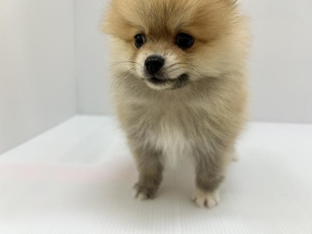 千葉県のポメラニアン (ペットアミ 館山店/2025年6月22日生まれ/男の子/オレンジ)の子犬の3枚目の画像