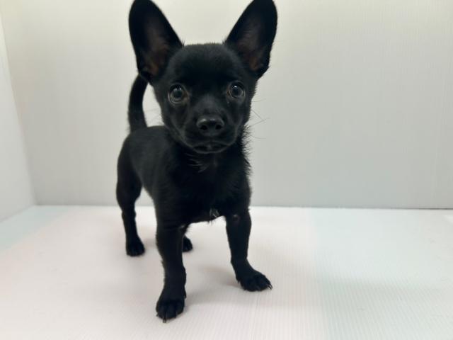 千葉県のハーフ犬・ミックス犬 (ペットアミ 館山店/2025年6月29日生まれ/女の子/ブラック)の子犬の2枚目の画像