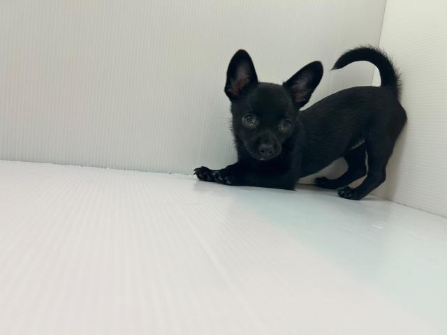 千葉県のハーフ犬・ミックス犬 (ペットアミ 館山店/2025年6月29日生まれ/女の子/ブラック)の子犬の3枚目の画像