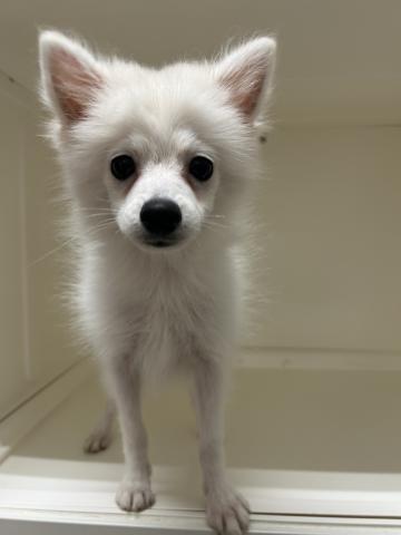 新潟県のハーフ犬・ミックス犬 (ペットアミ 長岡店/2025年6月11日生まれ/男の子/クリーム)の子犬