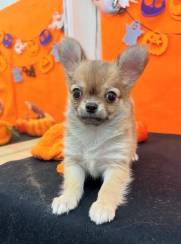 青森県のチワワ(ロング) (ペットアミ 弘前店/2025年8月26日生まれ/男の子/レッドホワイト)の子犬の1枚目の画像