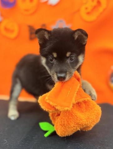 青森県の柴犬(標準サイズ) (ペットアミ 弘前店/2025年8月30日生まれ/女の子/ブラック)の子犬の1枚目の画像