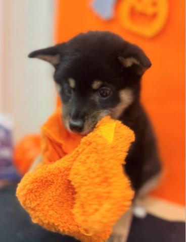 青森県の柴犬(標準サイズ) (ペットアミ 弘前店/2025年8月30日生まれ/女の子/ブラック)の子犬の2枚目の画像