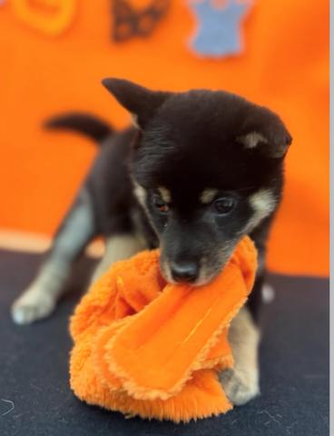 青森県の柴犬(標準サイズ) (ペットアミ 弘前店/2025年8月30日生まれ/女の子/ブラック)の子犬の3枚目の画像