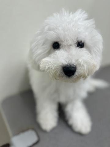 新潟県のビションフリーゼ (ペットアミ 小千谷店/2025年5月23日生まれ/男の子/ホワイト)の子犬