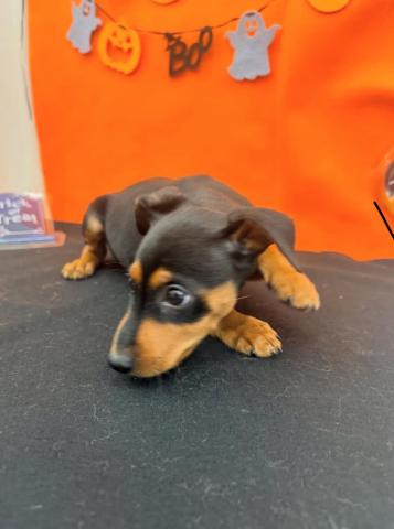 青森県のミニチュアピンシャー (ペットアミ 弘前店/2025年8月28日生まれ/男の子/ブラックタン)の子犬の2枚目の画像