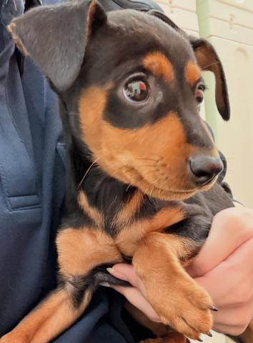 青森県のミニチュアピンシャー (ペットアミ 弘前店/2025年8月28日生まれ/男の子/ブラックタン)の子犬の3枚目の画像