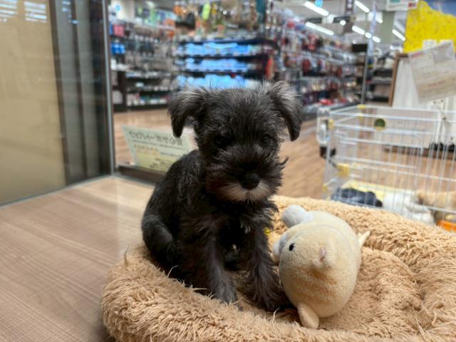 ミニチュアシュナウザー